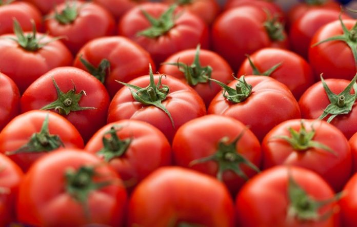 Nhật Bản phát triển thành công giống cà chua chỉnh sửa gen giá 500.000 đồng/kg