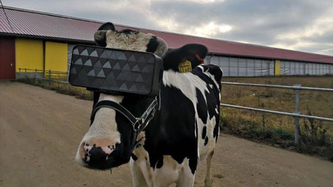 Cho bò đeo kính VR để tăng sản lượng sữa