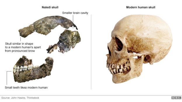 150910104842 homo naledi southafrica 624x351 bbc nocredit