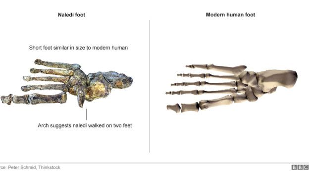 150910104536 naledi homo southafrica 624x351 bbc nocredit