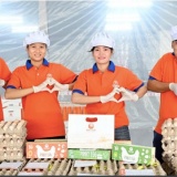 Trang trại nuôi gà đẻ trứng công nghệ cao tự động hóa toàn diện