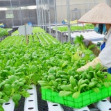 Liên kết '3 nhà': Nền tảng đột phá khoa học công nghệ trong nông nghiệp