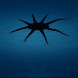 Phát triển robot mềm có thể di chuyển trên mặt nước