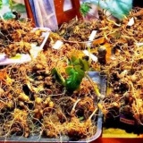 Đà Nẵng phát triển dược liệu theo hướng hiện đại, gắn với kinh tế tuần hoàn