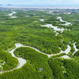 Việt Nam sẽ xây dựng cơ sở dữ liệu carbon xanh quốc gia, lộ trình giảm phát thải từ carbon xanh