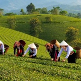 Phú Thọ: Ứng dụng khoa học công nghệ và chuyển đổi số để xây dựng nông thôn mới