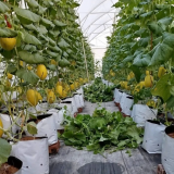 Hải Phòng: Chuyển mình với nông nghiệp số từ những nhà màng dưa lưới tiên phong