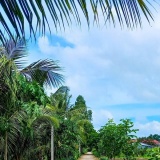 Nhiều nông dân thoát nghèo nhờ giải pháp nhân rộng mô hình canh tác lúa chất lượng cao, phát thải thấp