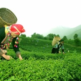 Lai Châu: Khơi nguồn sáng tạo, khẳng định giá trị nông sản qua sở hữu trí tuệ