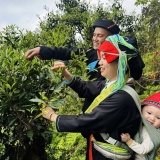 Văn hóa Việt thắp sáng kinh tế xanh