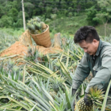 Nâng tầm nông sản Điện Biên: Từ thương hiệu địa phương đến tấm 'giấy thông hành' pháp lý