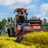 Tăng cường triển khai các giải pháp thúc đẩy sản xuất, xuất khẩu gạo trong tình hình mới