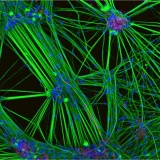 Tế bào não người có thể vận hành máy tính?