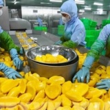 Xuất khẩu nông sản và thực phẩm chế biến: Hóa giải “điểm nghẽn” để tạo bứt phá