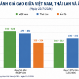Giá gạo xuất khẩu phục hồi nhưng doanh nghiệp vẫn chịu áp lực cạnh tranh gay gắt