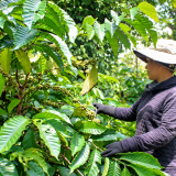 Đắk Lắk: Đưa kỹ thuật VietGAP vào 69 ha cà phê của đồng bào dân tộc thiểu số