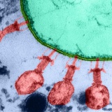 Startup Mỹ tuyên bố dùng AI thiết kế virus để điều trị bệnh