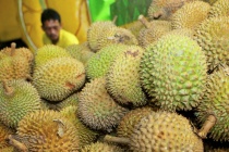 Mít và sầu riêng sẽ trở thành nguồn điện sạch trong tương lai