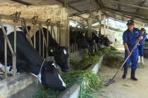 Phần mềm PC Dairy VN 2019 giúp giảm phát thải và chi phí chăn nuôi bò