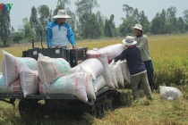 Tạm dừng xuất khẩu gạo từ 0h hôm nay 24/3