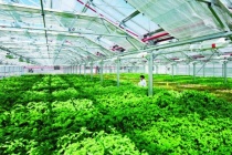 Thành lập Khu nông nghiệp ứng dụng công nghệ cao Thái Nguyên