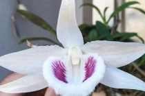 Ngành thuế sẽ quản lý thu đối với kinh doanh lan đột biến