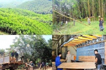 Thành lập Khu lâm nghiệp ứng dụng công nghệ cao vùng Bắc Trung Bộ