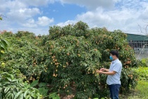 Tỉnh Hải Dương sắp đưa vải thiều lên sàn thương mại điện tử