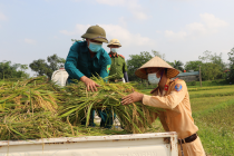 Sức trẻ giúp dân gặt lúa mùa dịch Covid-19
