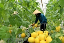 Australia hỗ trợ Việt Nam phát triển nông nghiệp