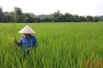 Chăm lo và bảo đảm thu nhập cho nông dân