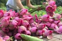 Bảo tồn sen Hồ Tây bằng công nghệ nuôi cấy mô tế bào