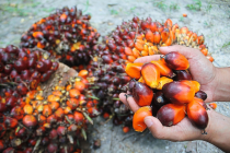 Hôm nay, Indonesia thử nghiệm chuyến bay đầu tiên dùng xăng trộn dầu cọ