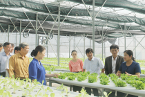 Chuyển đổi số để phát triển mô hình hợp tác xã nông nghiệp thông minh