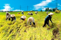 Tổ chức Tọa đàm “Nông nghiệp: Trụ đỡ vững chắc trong biến động
