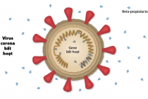 WHO duyệt công nghệ vaccine bất hoạt để ngừa Covid-19