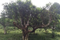 Dùng công nghệ nhận diện chất quý trong chè Shan
