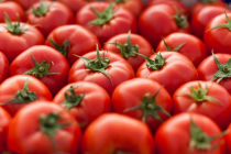 Nhật Bản phát triển thành công giống cà chua chỉnh sửa gen giá 500.000 đồng/kg