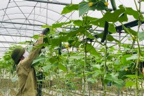 Hỗ trợ bán nông sản trên sàn TMĐT để góp phần phục hồi kinh tế