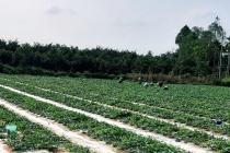 Nông dân chủ động thích ứng với BĐKH