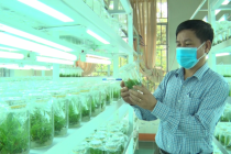 Công nghệ sinh học trong nghiên cứu, sản xuất giống cây lâm nghiệp