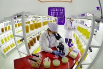 Công nghệ sản xuất sinh khối vi tảo mật độ cao