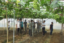 Trồng nho công nghệ cao trong nhà màng, thu hoạch quanh năm