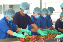 Công nghiệp chế biến nông sản: Cần đẩy mạnh ứng dụng, chuyển giao công nghệ