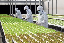 Đẩy mạnh phát triển nông nghiệp công nghệ cao