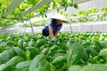 Việt Nam hướng tới nền nông nghiệp công nghệ cao