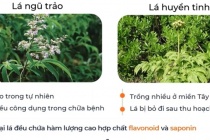 Sinh viên làm dịch chiết diệt côn trùng từ lá cây