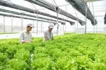 Hà Nội sẽ đẩy mạnh ứng dụng CNTT truy xuất nguồn gốc thực phẩm