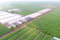Quảng Ninh: Phê duyệt thêm khu nông nghiệp công nghệ cao 106 ha