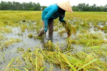 Bảo hiểm chỉ số thời tiết cho nông dân trồng lúa dựa trên công nghệ blockchain
